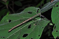 Planososibia lysippus • © Francis Seow-Choen • All Rights Reserved