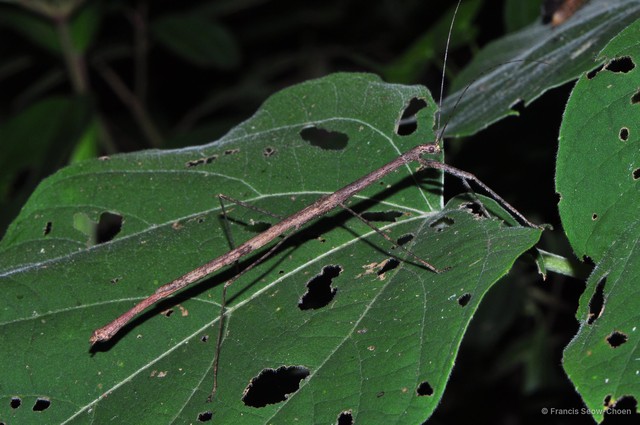 Planososibia lysippus