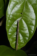 Singaporoidea meneptolemus • © Francis Seow-Choen • All Rights Reserved