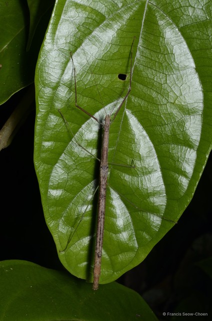 Singaporoidea meneptolemus • © Francis Seow-Choen • All Rights Reserved