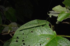 Singaporoidea meneptolemus • © Francis Seow-Choen • All Rights Reserved