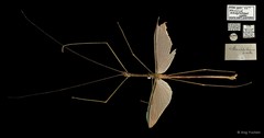 Singaporoidea meneptolemus • © Ang Yuchen • All Rights Reserved