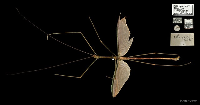 Singaporoidea meneptolemus