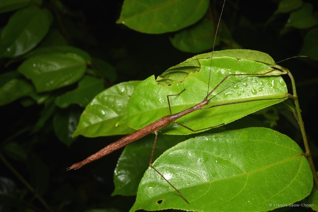 Sipyloidea sipylus • © Francis Seow-Choen • All Rights Reserved