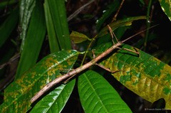 Staelonchodes geniculatus