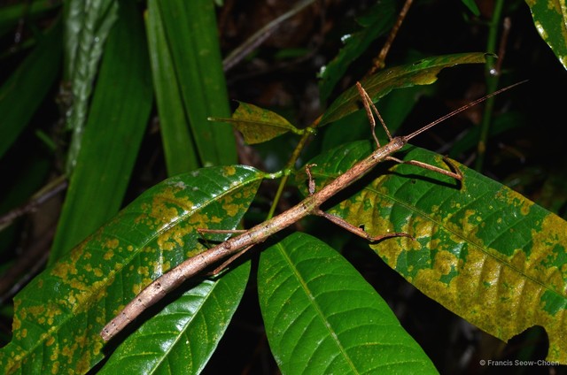 Staelonchodes geniculatus • © Francis Seow-Choen • All Rights Reserved