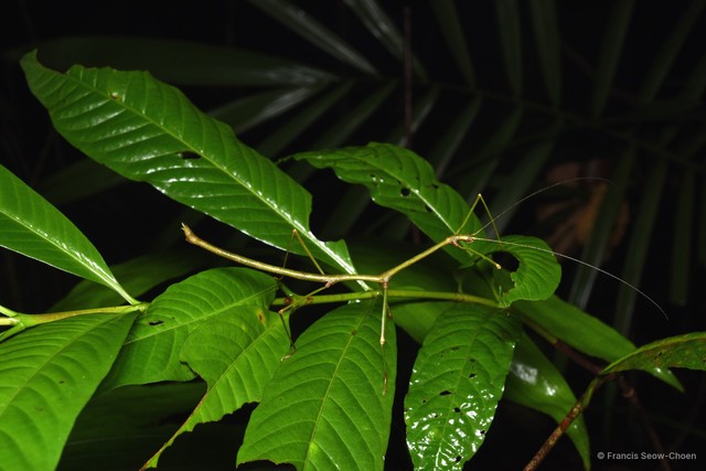 Staelonchodes geniculatus