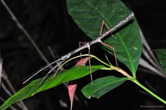 Stheneboea malaya
