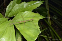 Stheneboea malaya • © Francis Seow-Choen • All Rights Reserved