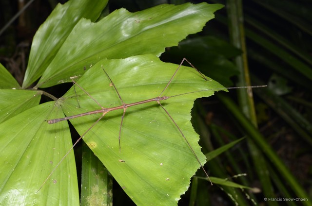 Stheneboea malaya