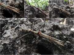 Trachythorax maculicollis