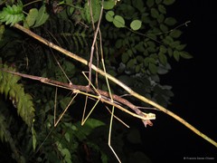 Phobaeticus serratipes