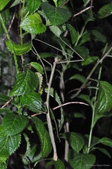 Ramulus nematodes