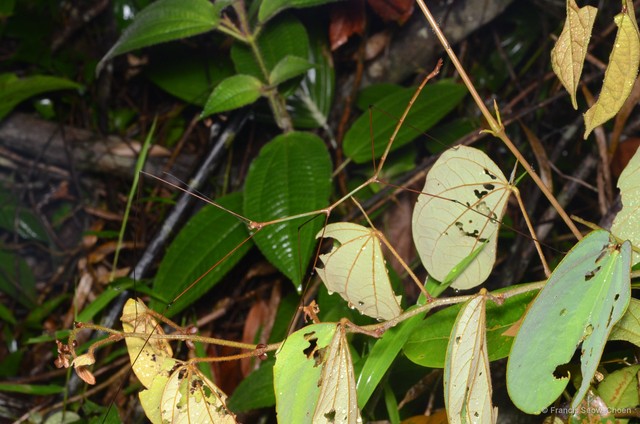 Ramulus nematodes