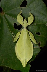 Cryptophyllium chrisangi