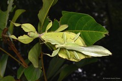 Cryptophyllium chrisangi • © Francis Seow-Choen • All Rights Reserved