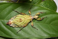 Phyllium hausleithneri • © Francis Seow-Choen • All Rights Reserved