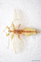 Phyllium hausleithneri • © Francis Seow-Choen • All Rights Reserved