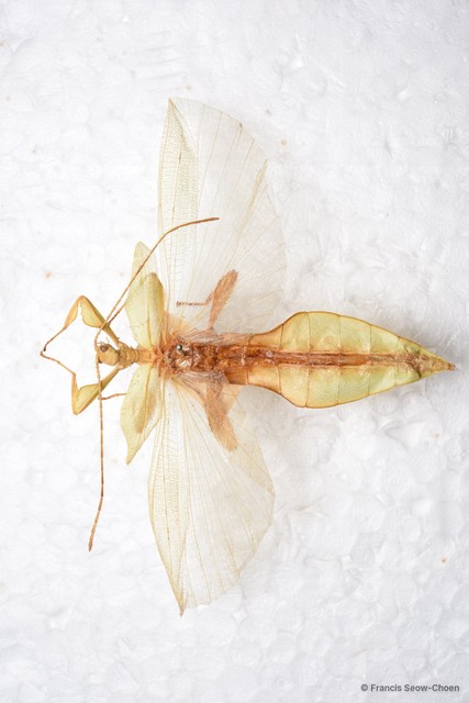 Phyllium hausleithneri