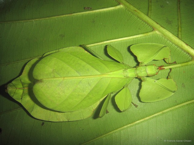 Pulchriphyllium bioculatum • © Francis Seow-Choen • All Rights Reserved