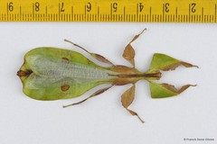 Pulchriphyllium bioculatum • © Francis Seow-Choen • All Rights Reserved