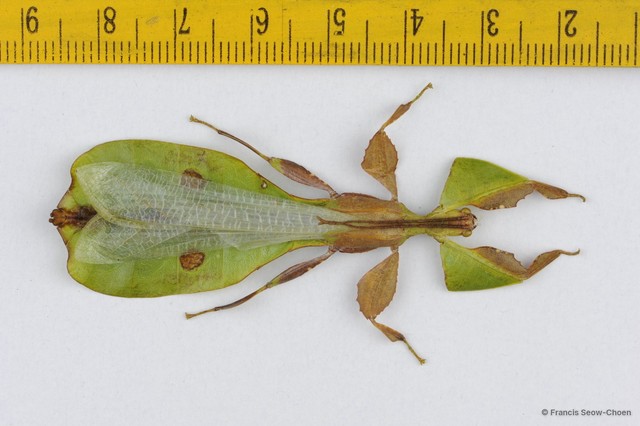 Pulchriphyllium bioculatum