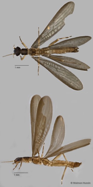 Plecoptera sp. "ZRCBDP0071997" • © Maimon Hussin • All Rights Reserved