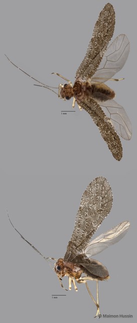 Psocodea sp. "ZRCBDP0071982" • © Maimon Hussin • All Rights Reserved