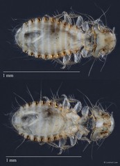 Phthiraptera sp. "ZRCBDP0213050"