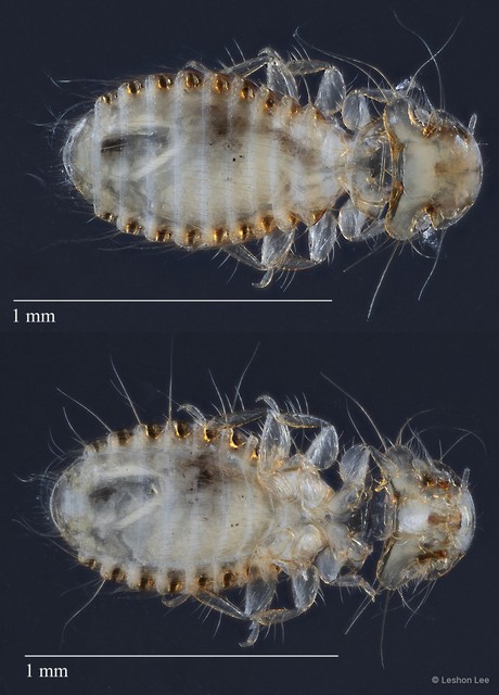 Phthiraptera sp. "ZRCBDP0213050" • © Leshon Lee • All Rights Reserved