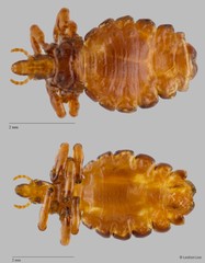 Haematopinus suis