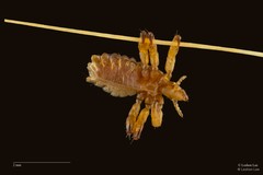 Haematopinus suis • © Leshon Lee • All Rights Reserved