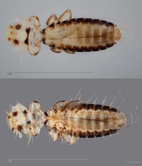 Actornithophilus sp. "ZRCBDP0209927"