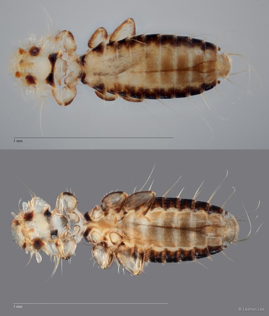 Actornithophilus sp. "ZRCBDP0209927" • © Leshon Lee • All Rights Reserved