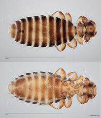 Ciconiphilus sp. "ZRCBDP0265611"