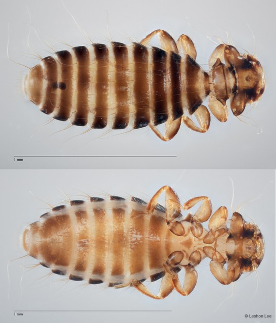Ciconiphilus sp. "ZRCBDP0265611" • © Leshon Lee • All Rights Reserved