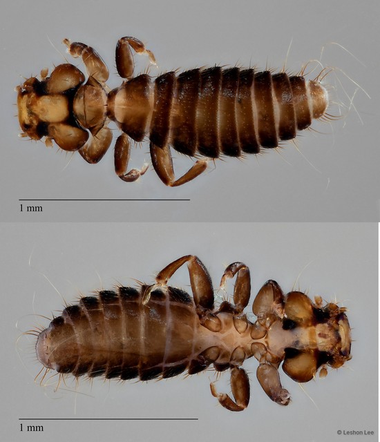 Colpocephalum sp. "ZRCBDP0273169" • © Leshon Lee • All Rights Reserved