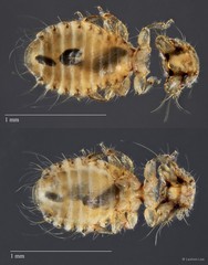 Cuculiphilus sp. "ZRCBDP0209796 / ZRCBDP0265660"