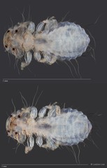 Cuculiphilus sp. "ZRCBDP0209796 / ZRCBDP0265660" • © Leshon Lee • All Rights Reserved