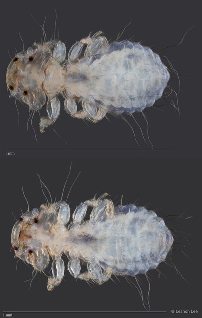Cuculiphilus sp. "ZRCBDP0209796 / ZRCBDP0265660"