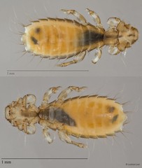 Dennyus sp. "ZRCBDP0273127"