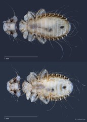 Hohorstiella sp. "ZRCBDP0209819"