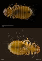 Hohorstiella sp. "ZRCBDP0213068" • © Leshon Lee • All Rights Reserved