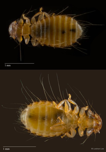 Hohorstiella sp. "ZRCBDP0213068"