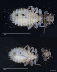 Hohorstiella sp. "ZRCBDP0213068"