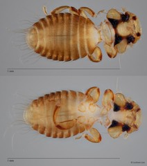Kurodaia sp. "ZRCBDP0246327"