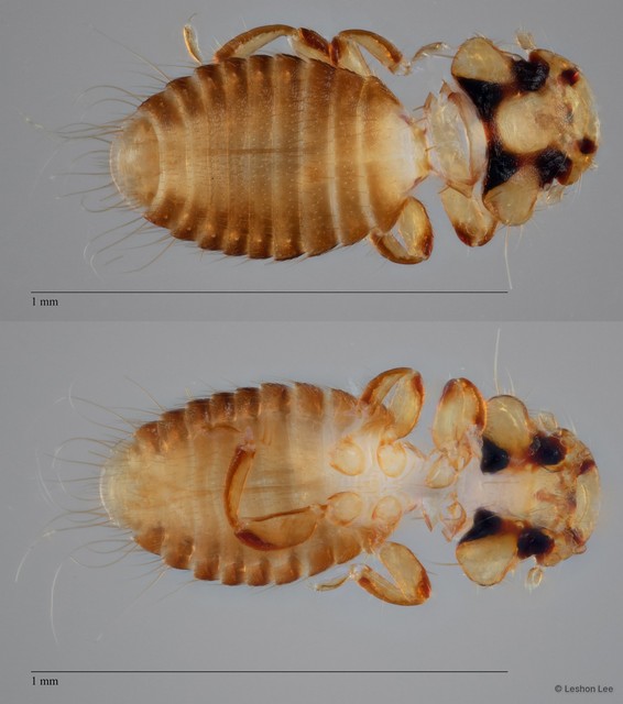 Kurodaia sp. "ZRCBDP0246327" • © Leshon Lee • All Rights Reserved