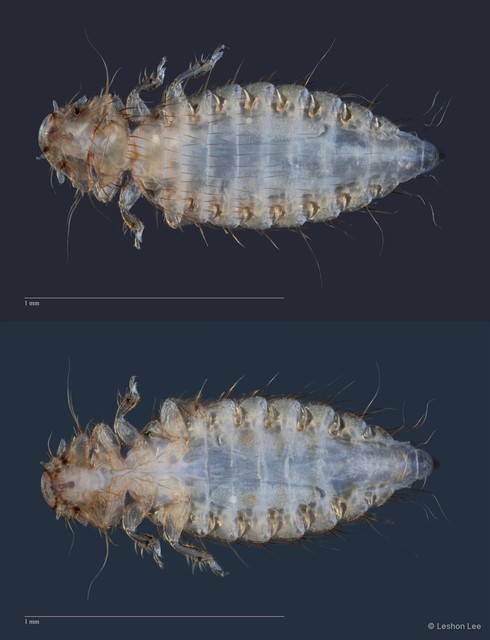Menopon sp. "ZRCBDP0265685" • © Leshon Lee • All Rights Reserved