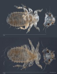 Myrsidea sp. "ZRCBDP0212948"