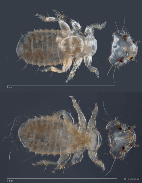 Myrsidea sp. "ZRCBDP0212948" • © Leshon Lee • All Rights Reserved